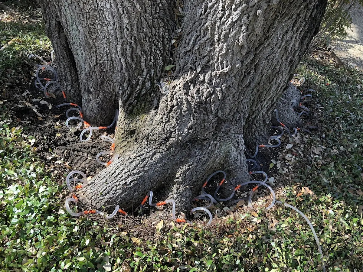 Detailed Tree Cabling and Bracing job site in Shawneetown