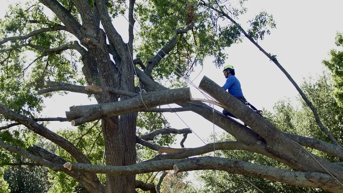 Professional Hazardous Tree Removal performed by certified arborists in Shawneetown